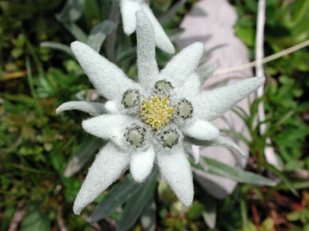 Edelweiss, la flor nacional de Suiza