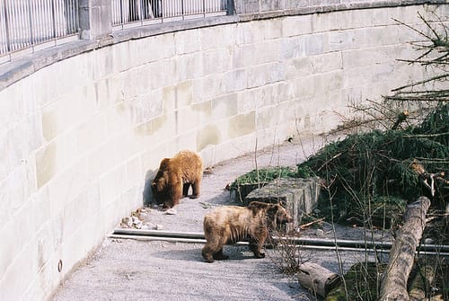 Bärengraben, la fosa de los osos de Berna