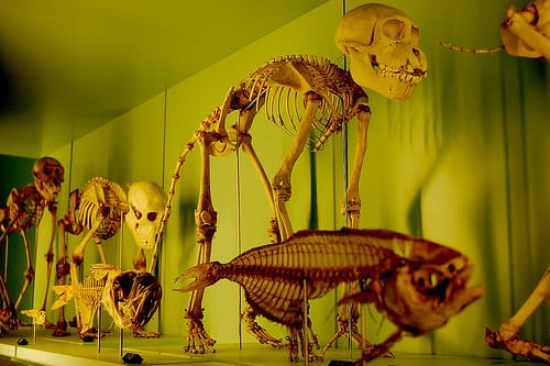 Museo de Ciencias Naturales de Berna