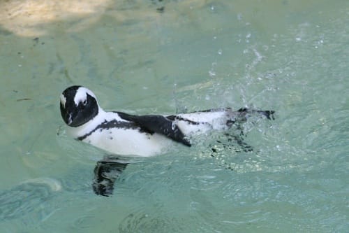 Pinguino en el Zoologico de Basilea